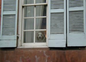 A dog with a cone looking out a window framed on both sides by blue shutters - copyright Romy Ashby