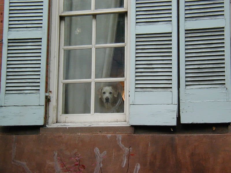 Dog with a cone looking out a window - copyright Romy Ashby