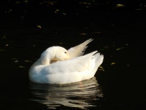 White duck in the water - copyright Romy Ashby