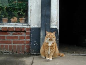 Tigger the flower district cat - copyright Romy Ashby